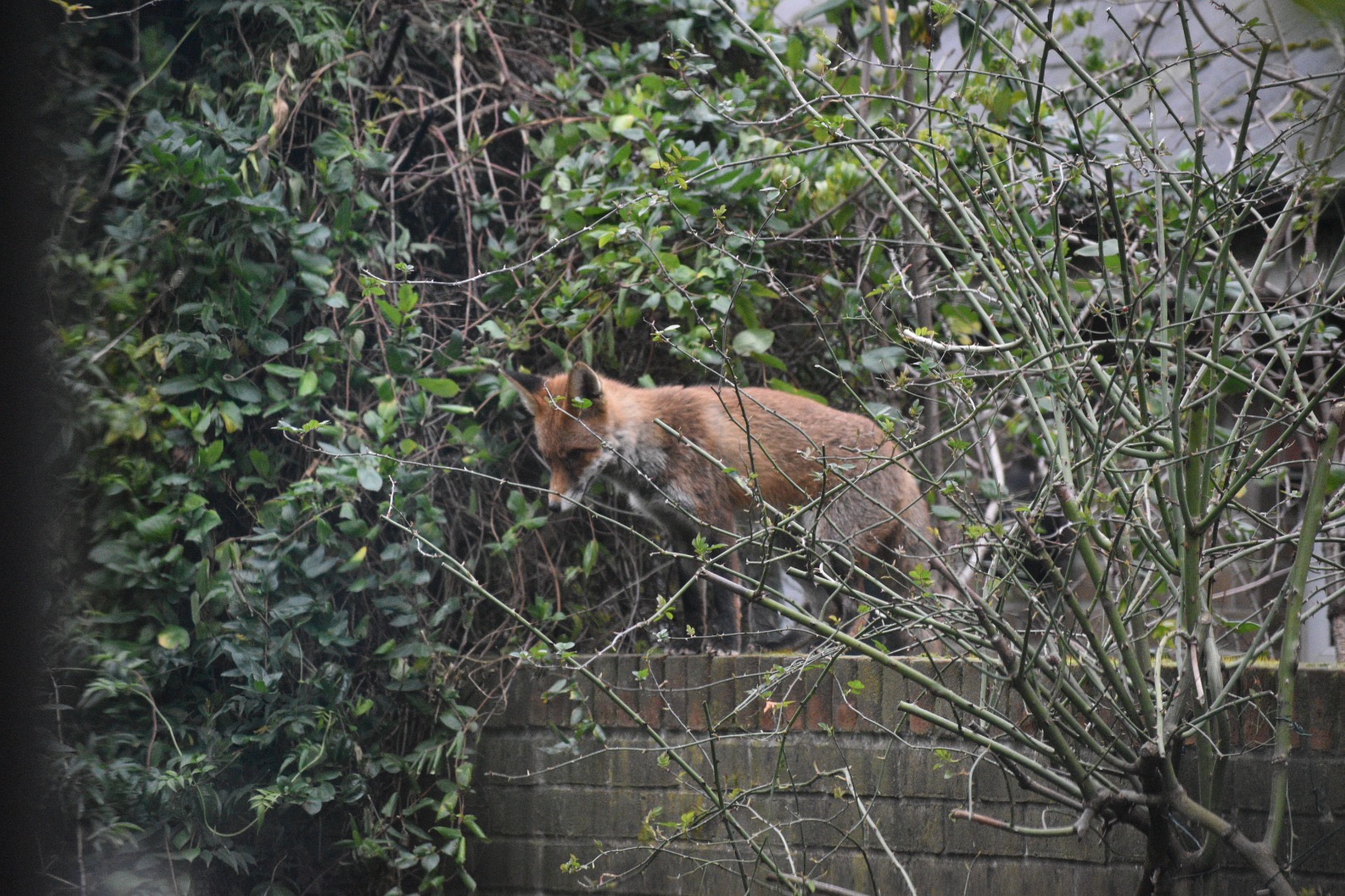 London Fox London Fox